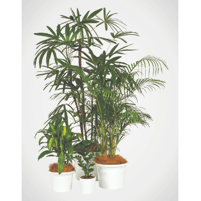 PLANT CLUSTER